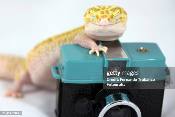 lizard taking a photo - funny photographer studio stock-fotos und bilder