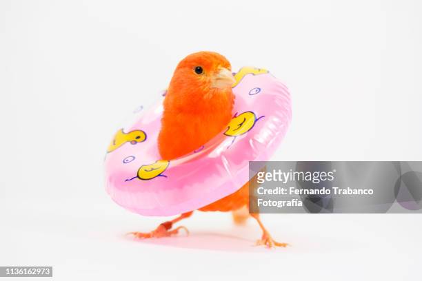 red canary bird with a float - red hot summer party foto e immagini stock