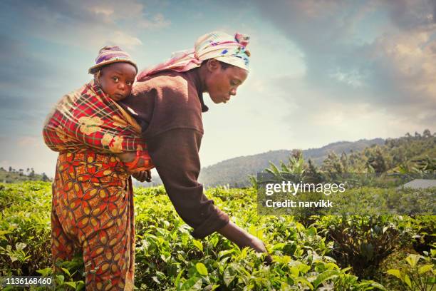 woman harvesting tea leaves - rwanda stock pictures, royalty-free photos & images