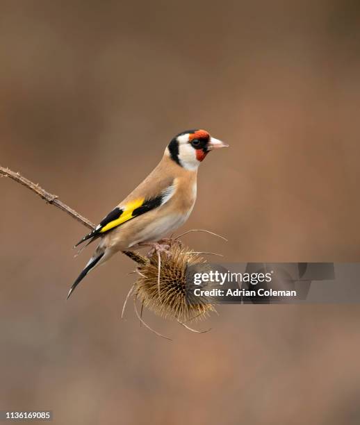 goldfinch perched on teasle head - yellow finch stock pictures, royalty-free photos & images