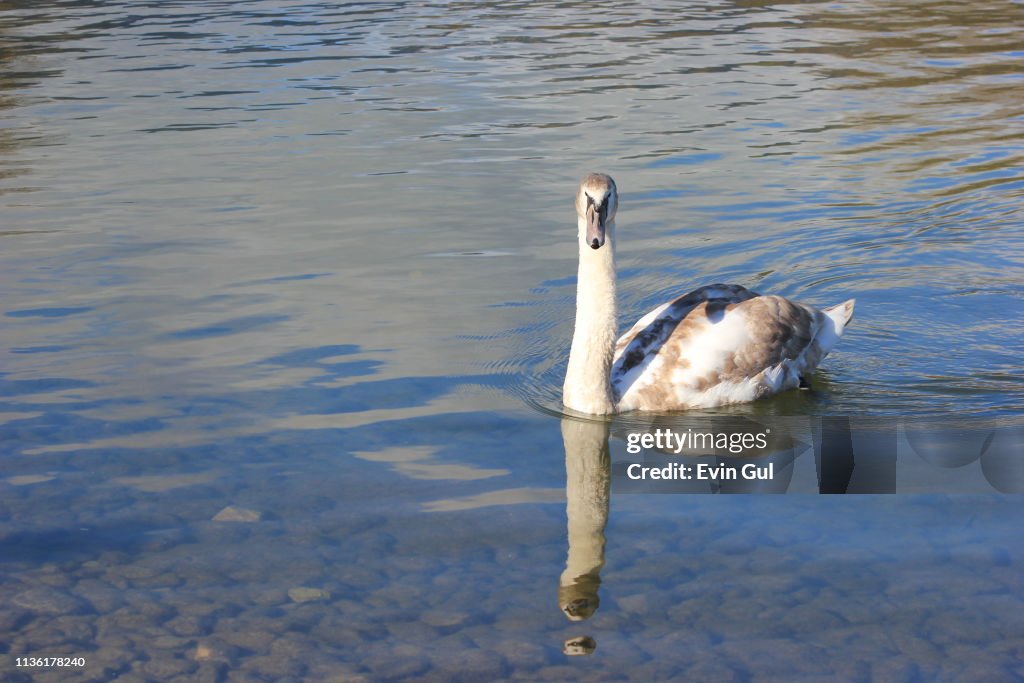 Water bird swans swim in the river