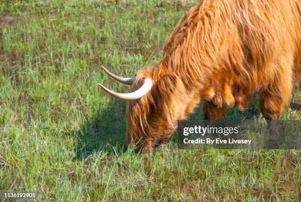 16 Bog Hair Grass Photos and Premium High Res Pictures - Getty Images 16 Bog Hair Grass Photos and Premium High Res Pictures - Getty Images