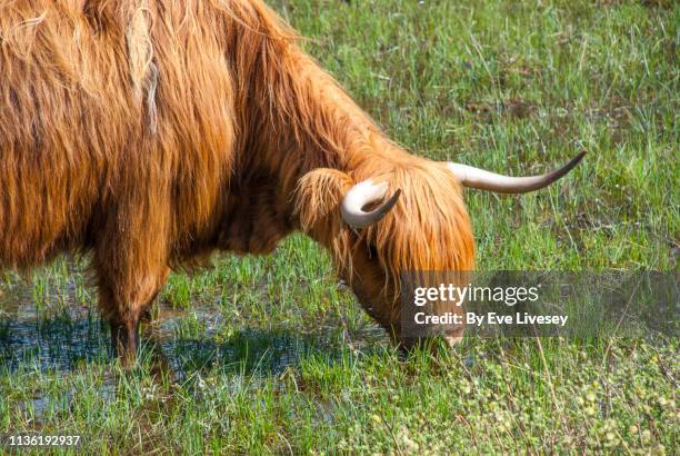 16 Bog Hair Grass Photos and Premium High Res Pictures - Getty Images 16 Bog Hair Grass Photos and Premium High Res Pictures - Getty Images