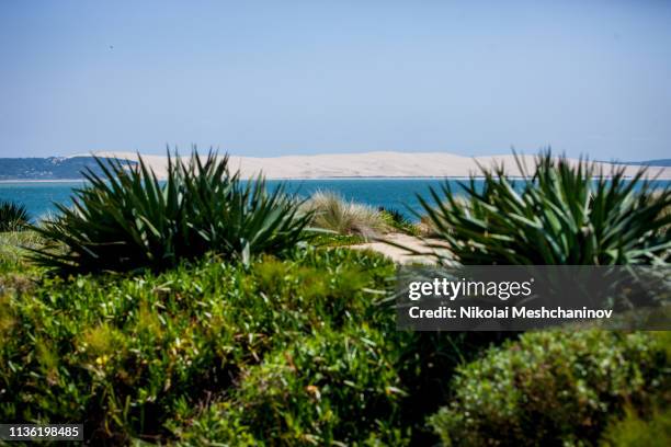 dunes of arcachon bay, france - cap ferret stock pictures, royalty-free photos & images