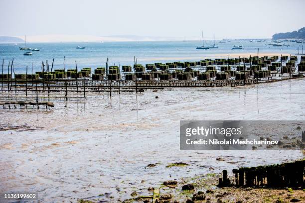 oysters farms of arcachon bay, cap ferret, france - cap ferret stock pictures, royalty-free photos & images
