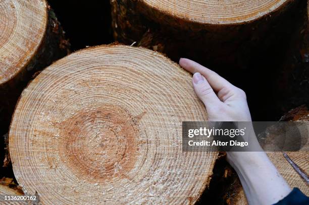 woman´s hand on a cut tree trunk - 100 jahre alter mensch stock-fotos und bilder