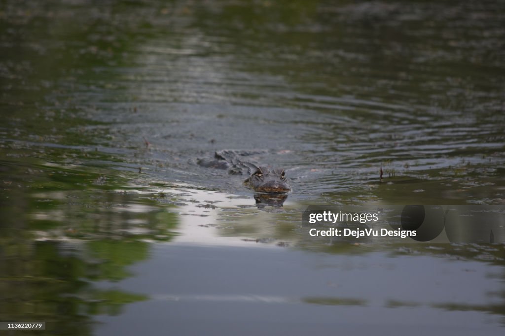 Alligator in the Swamp of Barataria Preserve in Louisiana