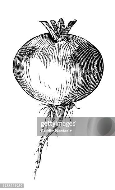 die rübe oder weiße rüben (brassica rapa) - rutabaga stock-grafiken, -clipart, -cartoons und -symbole