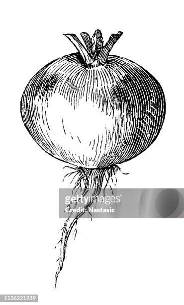 the turnip or white turnip (brassica rapa) - brassica rapa stock illustrations