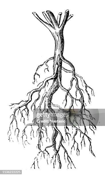 普通的馬婁 (瑪律瓦希爾維斯) 根 - root 幅插畫檔、美工圖案、卡通及圖標