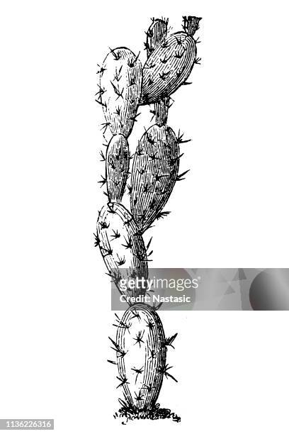 erect prickly pear and nopal estricto ,opuntia stricta - agave stock illustrations
