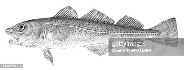 cod fish engraving 1842 - fish cod stock illustrations
