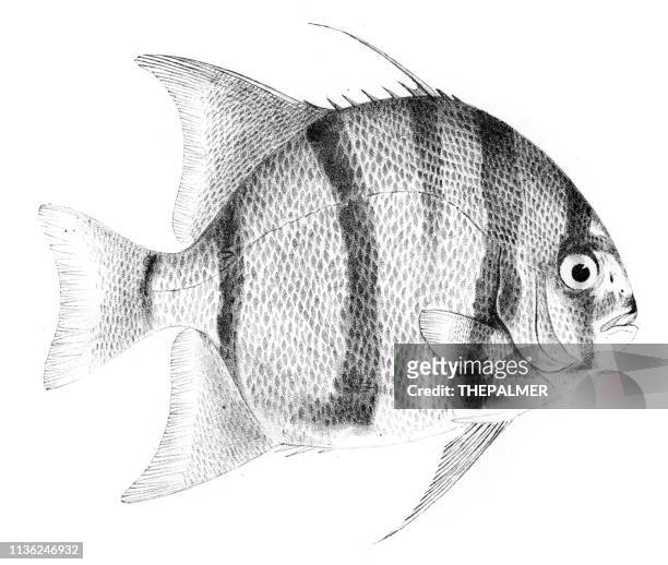 ilustraciones, imágenes clip art, dibujos animados e iconos de stock de agrupador de peces con bandas grabado 1842 - grouper