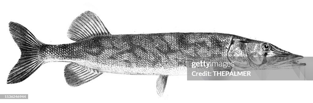 Fehlpickerell-Fischgravur 1842