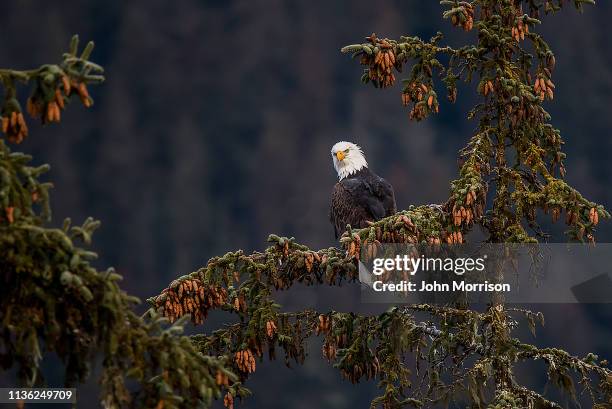 bald eagle perching bei preserve haines alaska - inside passage stock-fotos und bilder