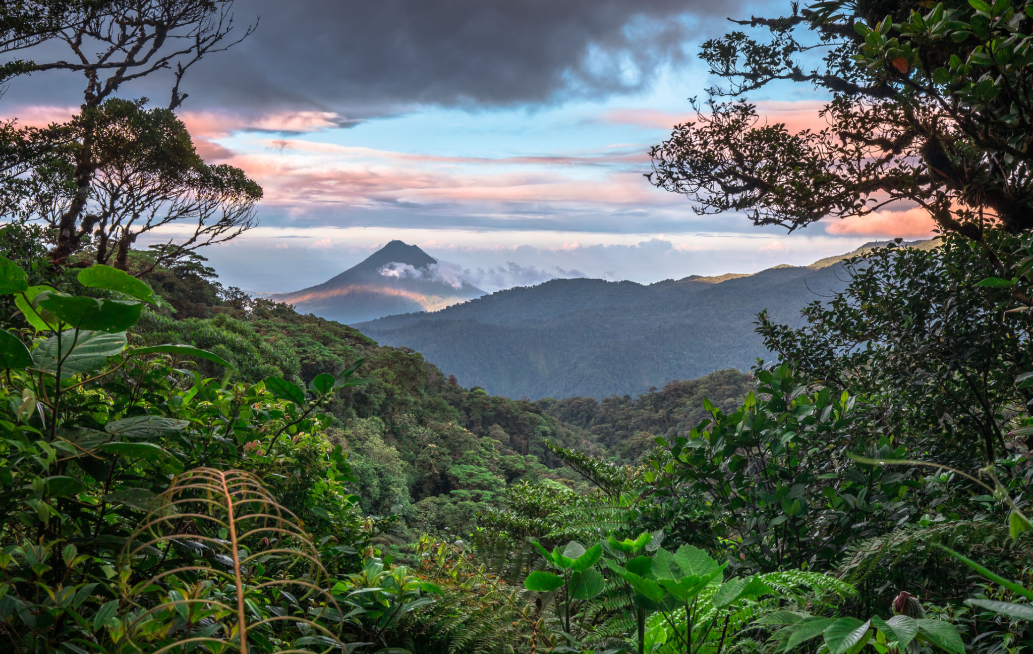 monteverde forest