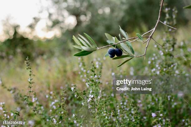 olives & wild mint - mint leaves stock pictures, royalty-free photos & images