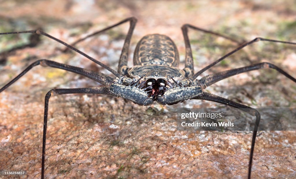 Whip spider, Costa Rica