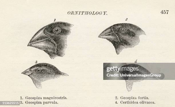 Finches with beaks adapted to different diets observed by Charles Darwin in September-October 1835 in Galapagos Islands Ecuador during his voyage on...