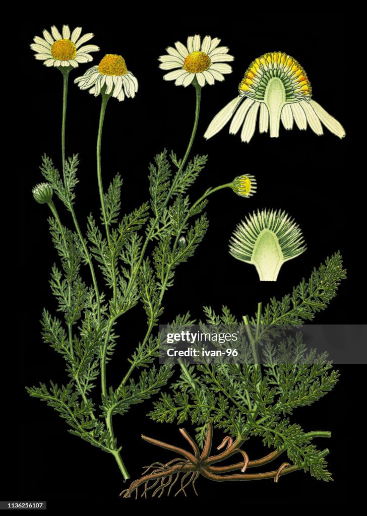 Chamomile, Roman chamomile, English chamomile, garden chamomile, ground apple, low chamomile, mother's daisy, whig plant