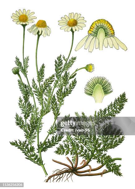 chamomile, roman chamomile, english chamomile, garden chamomile, ground apple, low chamomile, mother's daisy, whig plant - english garden stock illustrations
