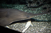 Largetooth sawfish relaxing in the bottom of the ocean