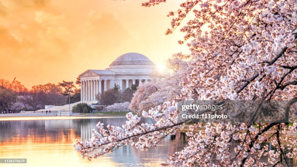 The Jefferson Memorial during the Cherry Blossom Festival