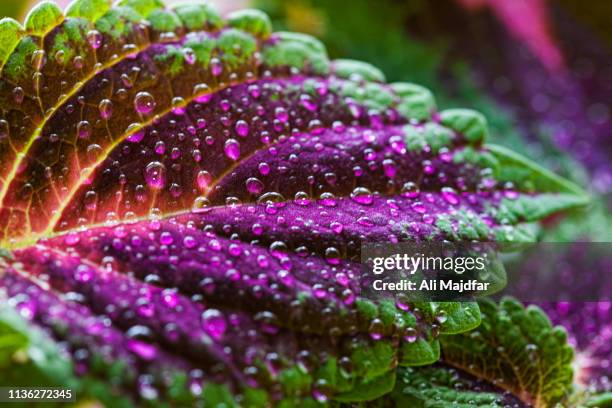 coleus - tropical flower stock pictures, royalty-free photos & images
