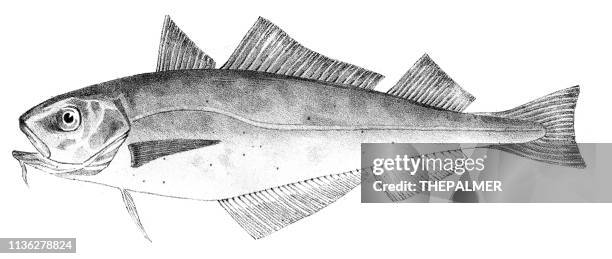 141 Ilustraciones de Bacalao - Getty Images 141 Ilustraciones de Bacalao - Getty Images