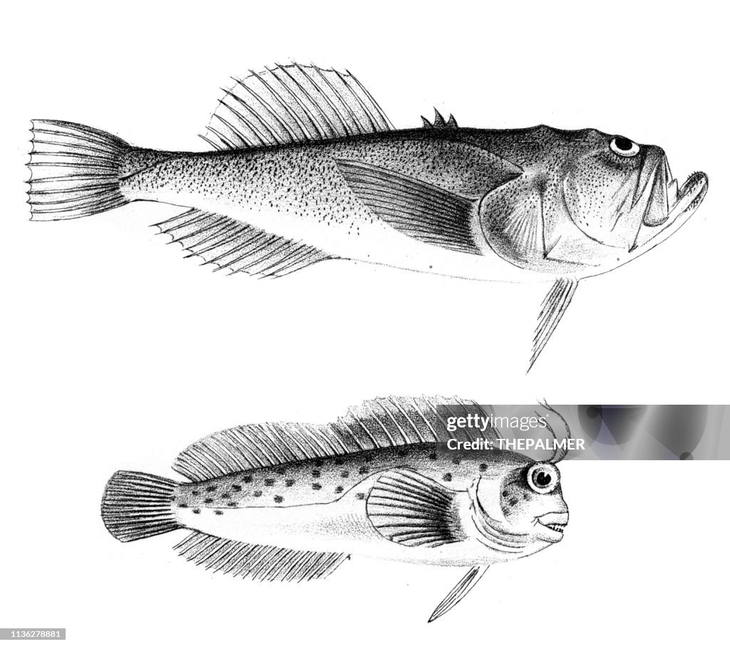 Uranoscopus and seaweed blenny fish engraving 1842