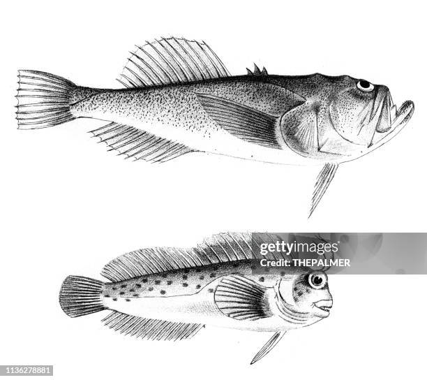 uranoscopus and seaweed blenny fish engraving 1842 - stargazer fish stock illustrations
