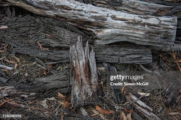 weathered wood and bark in bushland on mount ainslie, australian capital territory, australia - fallen tree stock pictures, royalty-free photos & images