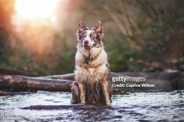 border collie in a river flow - ada township michigan stock pictures, royalty-free photos & images