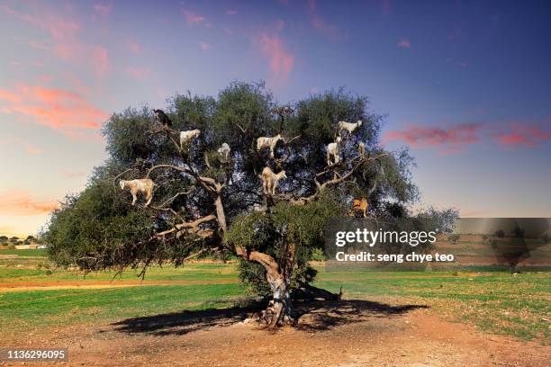 amazing tree climbing goats on argan tree in morocco - animals in the wild stockfoto's en -beelden