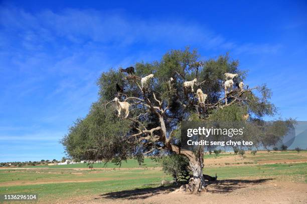 amazing tree climbing goats on argan tree in morocco - argan oil stock-fotos und bilder