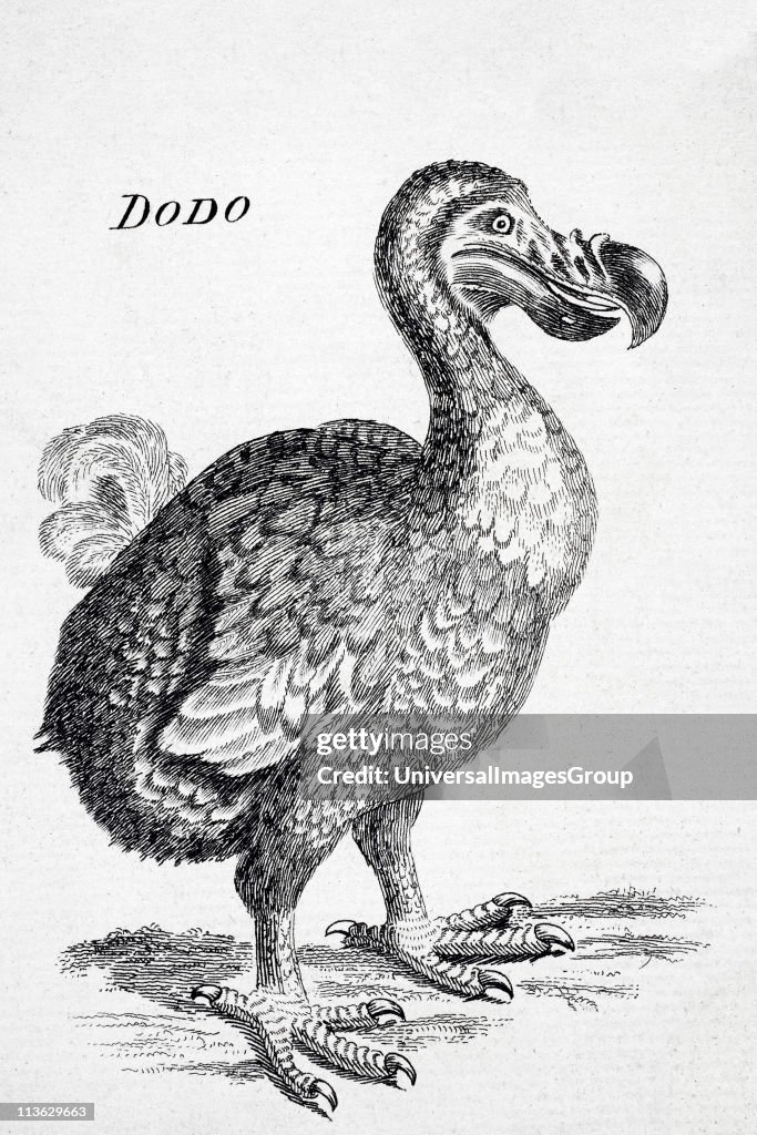 Dodo Def 18th century drawing of the now extinct Dodo bird of Mauritius Raphus ...