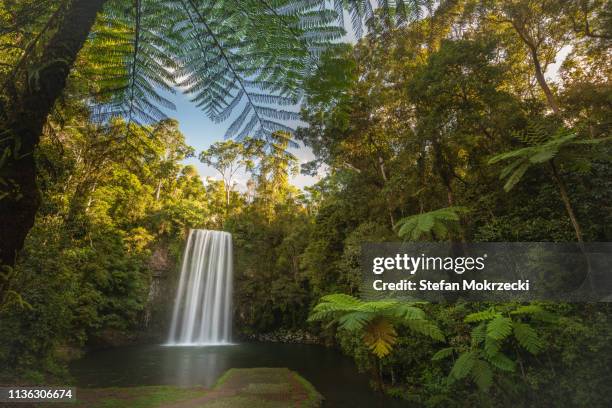 millaa millaa falls, north queensland, australia. - chutes millaa millaa photos et images de collection