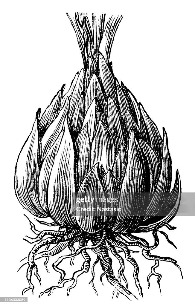 Lilium candidum (Madonna lily)