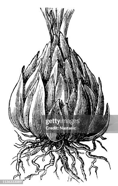 lilium candidum (madonna lily) - white lily illustration stock illustrations