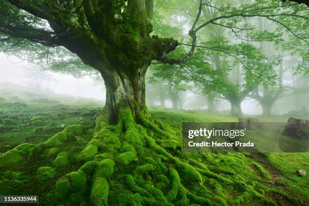 old tree in a foggy day - musgo - fotografias e filmes do acervo