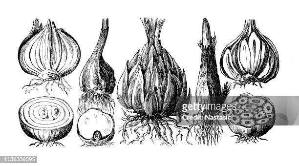 type of onion - crocus stock illustrations