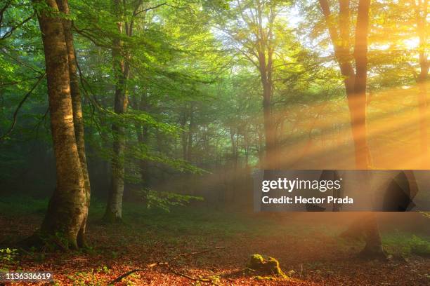 golden moment of light in a spring morning - moment of silence stock-fotos und bilder