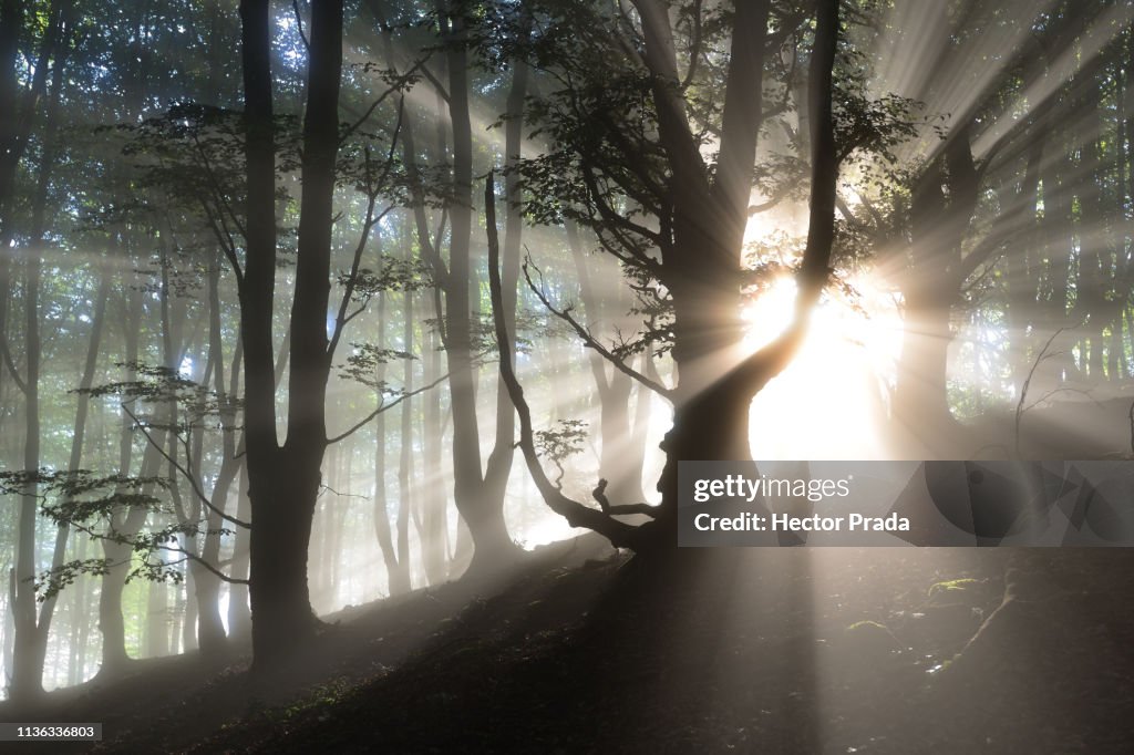 Magic moment of light in the forest