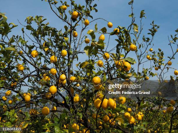 lemon tree full of fruits near taormina, sicily - orchard stock pictures, royalty-free photos & images