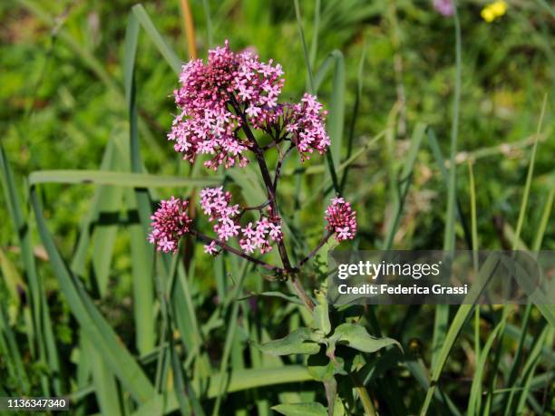 pink valerian flowers in the sicilian springtime - valeriana officinalis stock pictures, royalty-free photos & images