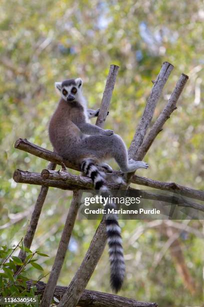 Rat Rhinarium Rhinarium Photos and Premium High Res Pictures - Getty Images