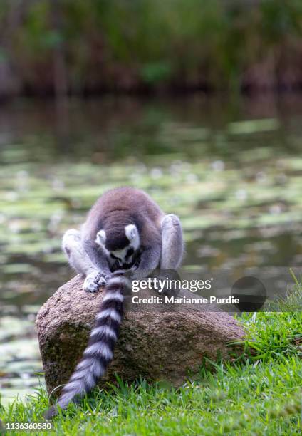 Rat Rhinarium Rhinarium Photos and Premium High Res Pictures - Getty Images