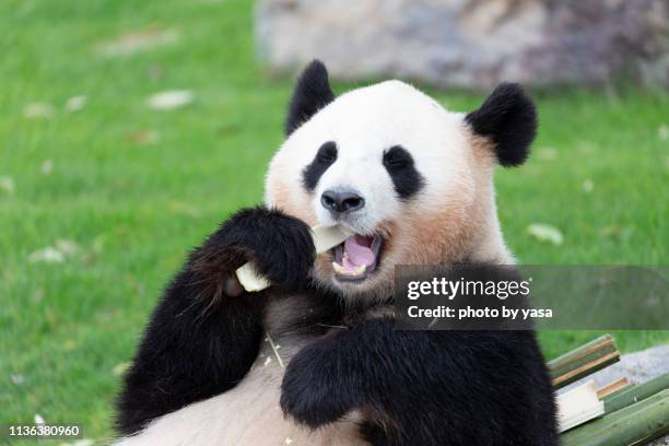 panda - panda mamífero de quatro patas - fotografias e filmes do acervo