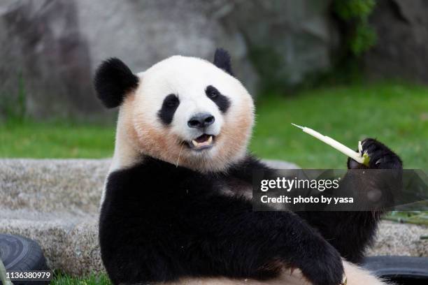 panda - pandya stock pictures, royalty-free photos & images