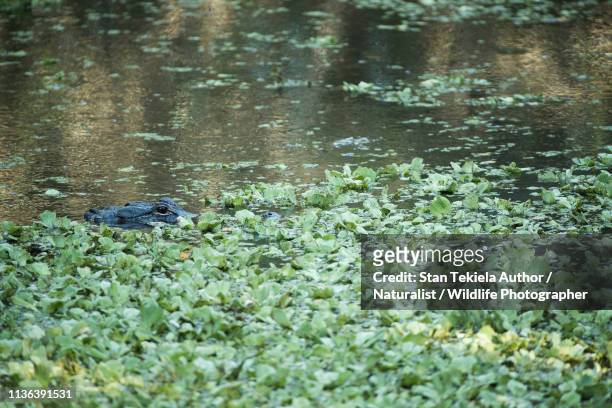 american alligator, alligator mississippiensis, in water hidden in vegetation - alligator mississippiensis stock pictures, royalty-free photos & images